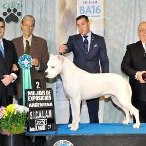Duff, Dogo Argentino Puppy